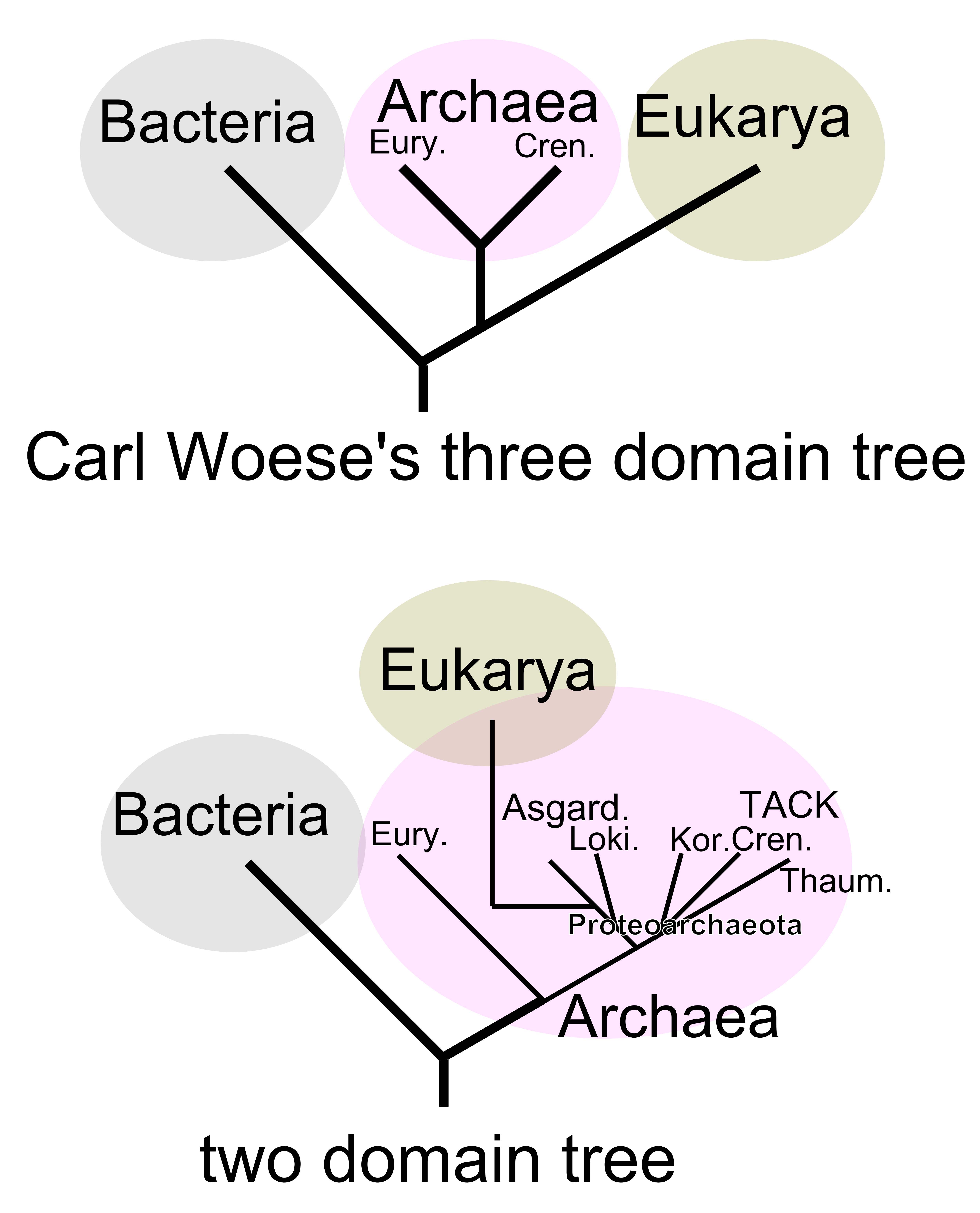 Figure depicting a 2-domain tree of life, in comparison to Woese's 3-domain tree of life. In the 2-domain tree, the eukaryotes are descended from the archaeal domain, rather than being a sister domain.