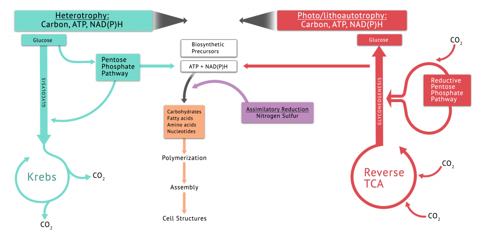 This figure provides a summary of the biosynthesis of precursor metabolites in autotrophs and heterotrophs. Included are the central pathways, and assimilatory reduction of N and S.