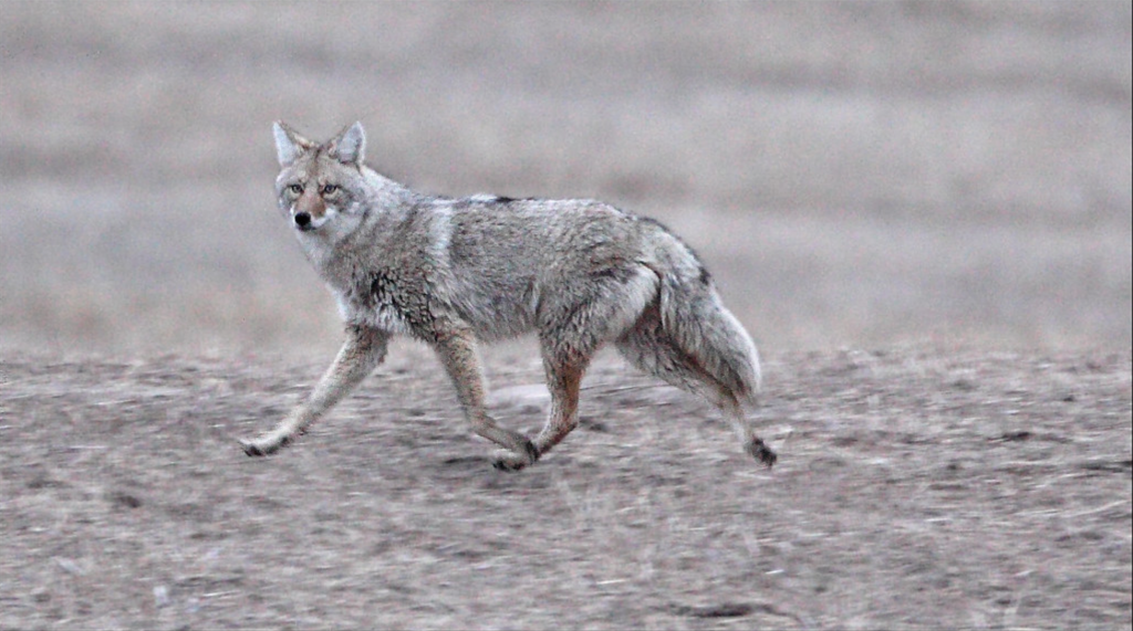 Coyote walking